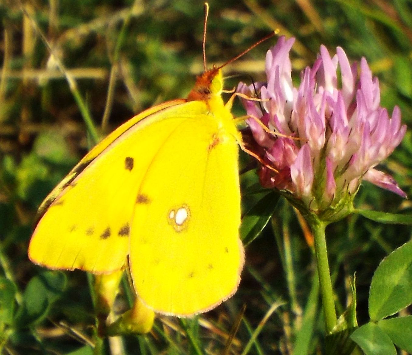 Colias crocea